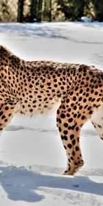 Animals,Snow,Predator,Wildlife,Animal,Big Cat,Cheetah