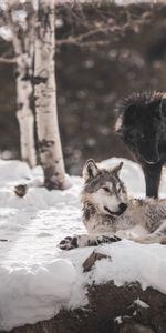 Animals,Snow,Predators,Friendship,Wolfs