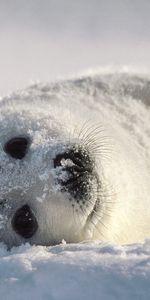 Animales,Nieve,Seals