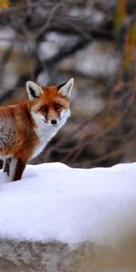 Flâner,Neige,Promenade,Animal,Animaux,Un Renard,Renard