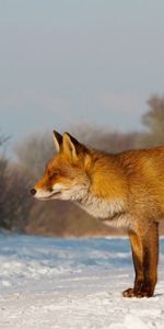 Chasse,Flâner,Chasser,Animaux,Promenade,Un Renard,Neige,Renard