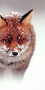 Animals,Snow,Stroll,Hunting,Hunt,Wind,Fox