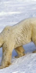 Animals,Snow,Stroll,Large,Big,Polar Bear,Bear