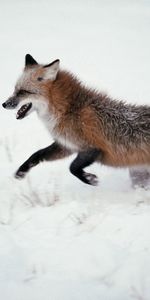 Flâner,Fuyez,Animaux,Courir,Promenade,Un Renard,Neige,Renard