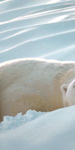 Animals,Snow,Thick,Sleep,Polar Bear,Fat,Dream