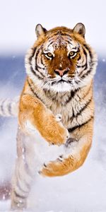 Animals,Snow,Tigers