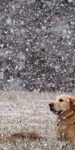 Animals,Snow,To Lie Down,Lie,Dog,Field,Labrador