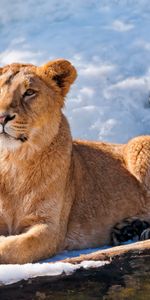 Animals,Snow,To Lie Down,Lie,Lioness,Lion