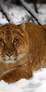 Nieve,Tumbarse,Mentir,Bozal,Depredador,Animales,Tigre