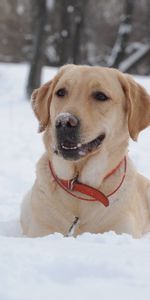 Animaux,Neige,Hiver,Chiens