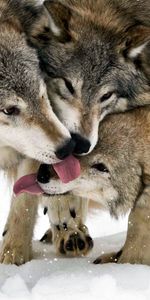 Loups,Animaux,Neige