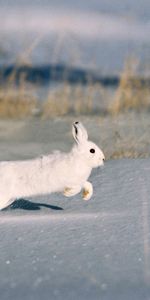 Animals,Snow,Wood,Tree,Rodent,Hare,Snowdrift,Fur Coat