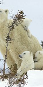 Animales,Nieve,Joven,Una Familia,Familia,Osos Blancos,Osos Polares,Cachorros