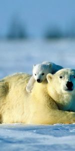 Animals,Snow,Young,Pair,Bear,Joey,Polar Bear,Care,Couple