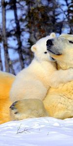 Animals,Snow,Young,Pair,Joey,Polar Bear,Embrace,Couple