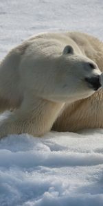 Des Ours Blancs,Neige,Jeune,Paire,Humidité,Joey,Coupler,Ours Polaires,Animaux,Hiver