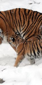 Animals,Snow,Young,Stroll,Joey,Tenderness,Tigers