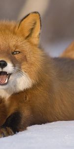 Animals,Snow,Young,To Lie Down,Lie,Redhead,Fox,Funny