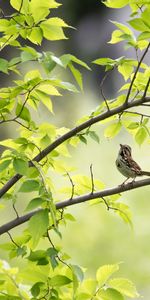 Animals,Sparrow,Branch,Leaves,Bird