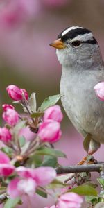 Animals,Sparrow,Branches,Bloom,Flowers,Flowering,Bird