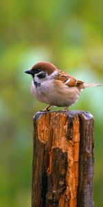 Animales,Verduras,Gorrión,Pequeña Ave,Pajarito