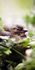 Animals,Sparrow,Vegetation,Greens,Bird