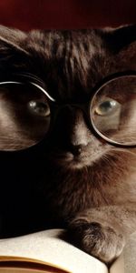 Animales,Gafas,Gato,Libro