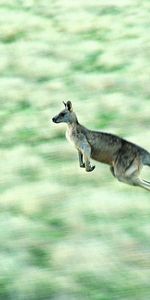 Kangaroo,La Vitesse,Rebondir,Sauter,Vitesse,Animaux