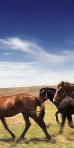 Animals,Speed,Meadow,Horses