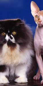 Animals,Sphinx,Fluffy,Pair,Couple,Cats