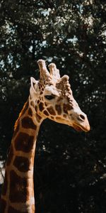 Animals,Spots,Animal,Profile,Giraffe,Stains