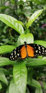 Animals,Spots,Leaves,Stains,Wings,Butterfly,Pattern