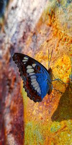 Animals,Spots,Profile,Stains,Wings,Butterfly,Pattern