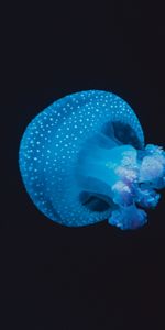 Animals,Spots,Tentacles,Stains,Jellyfish,Underwater World