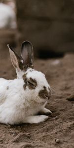 Animals,Spotted,Spotty,Animal,Nice,Sweetheart,Rabbit