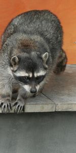 Animals,Spotted,Spotty,Climb,Raccoon