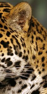 Animals,Spotted,Spotty,Color,Jaguar,Predator,Big Cat