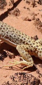 À Pois,Boutonneux,Lézard,Grimper,Montée,Animaux