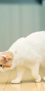 Animals,Spotted,Spotty,Milk,Floors,Glass,Cat