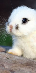 Animals,Spotted,Spotty,Nice,Sweetheart,Rabbit