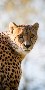 Animals,Spotted,Spotty,Predator,Big Cat,Cheetah