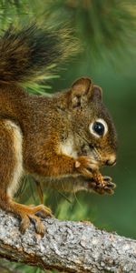 Animals,Spruce,Fir,Animal,Branch,Squirrel