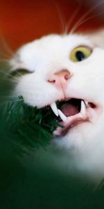 Animals,Spruce,Fir,Playful,Gnaw,Cat