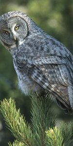 Animals,Spruce,Fir,Predator,Sight,Opinion,Expectation,Waiting,Bird,Owl