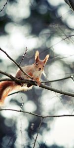 Animals,Squirrel