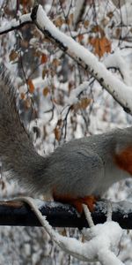 Animals,Squirrel