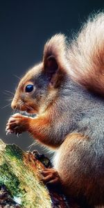 Animals,Squirrel