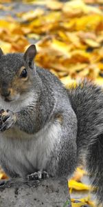 Animals,Squirrel