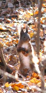 Animals,Squirrel