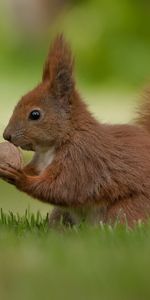 Animaux,Ecureuils